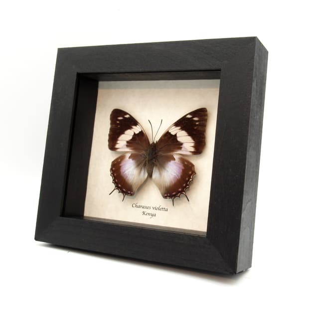 Real Violet Spotted Emperor butterfly framed taxidermy - Charaxes violetta - female