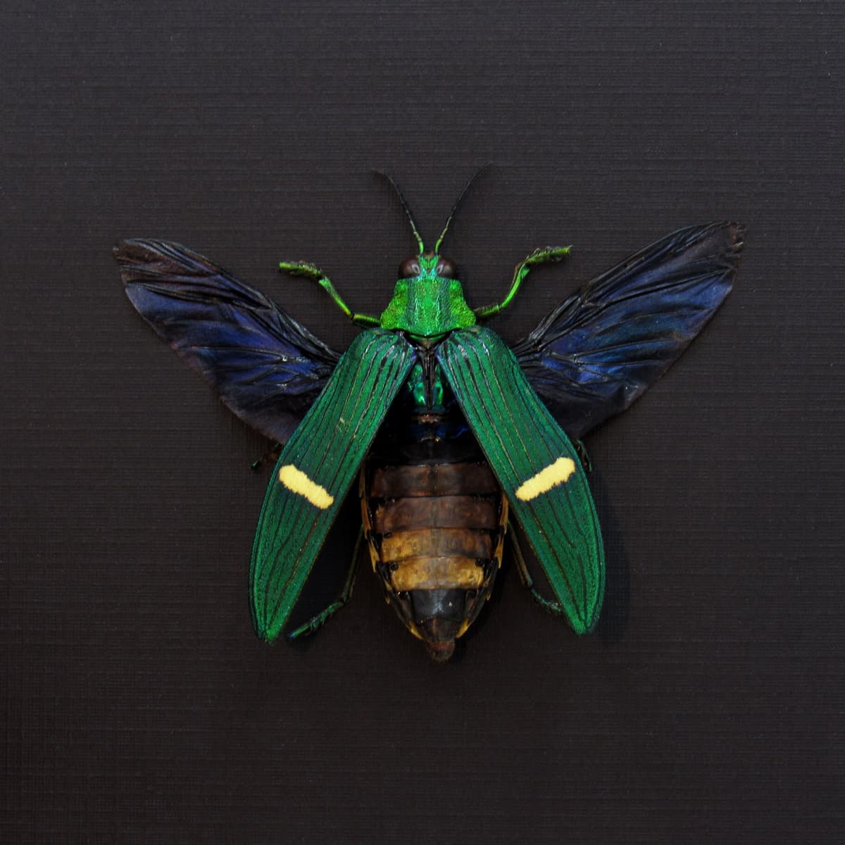 Real large metallic Jewel beetle framed taxidermy - Catoxantha opulenta