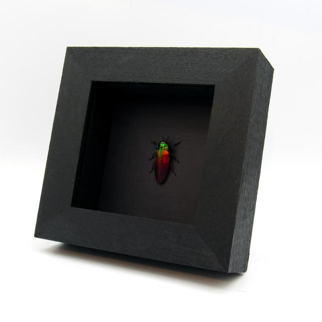 Real Rainbow Jewel beetle framed taxidermy - Belionota tricolor