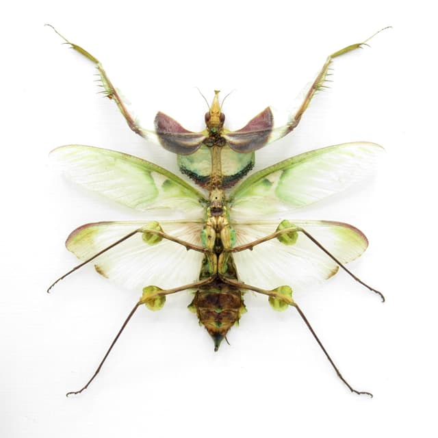 Real Giant Devils Flower Praying Mantis framed - Idolomantis diabolica - female - winged adult