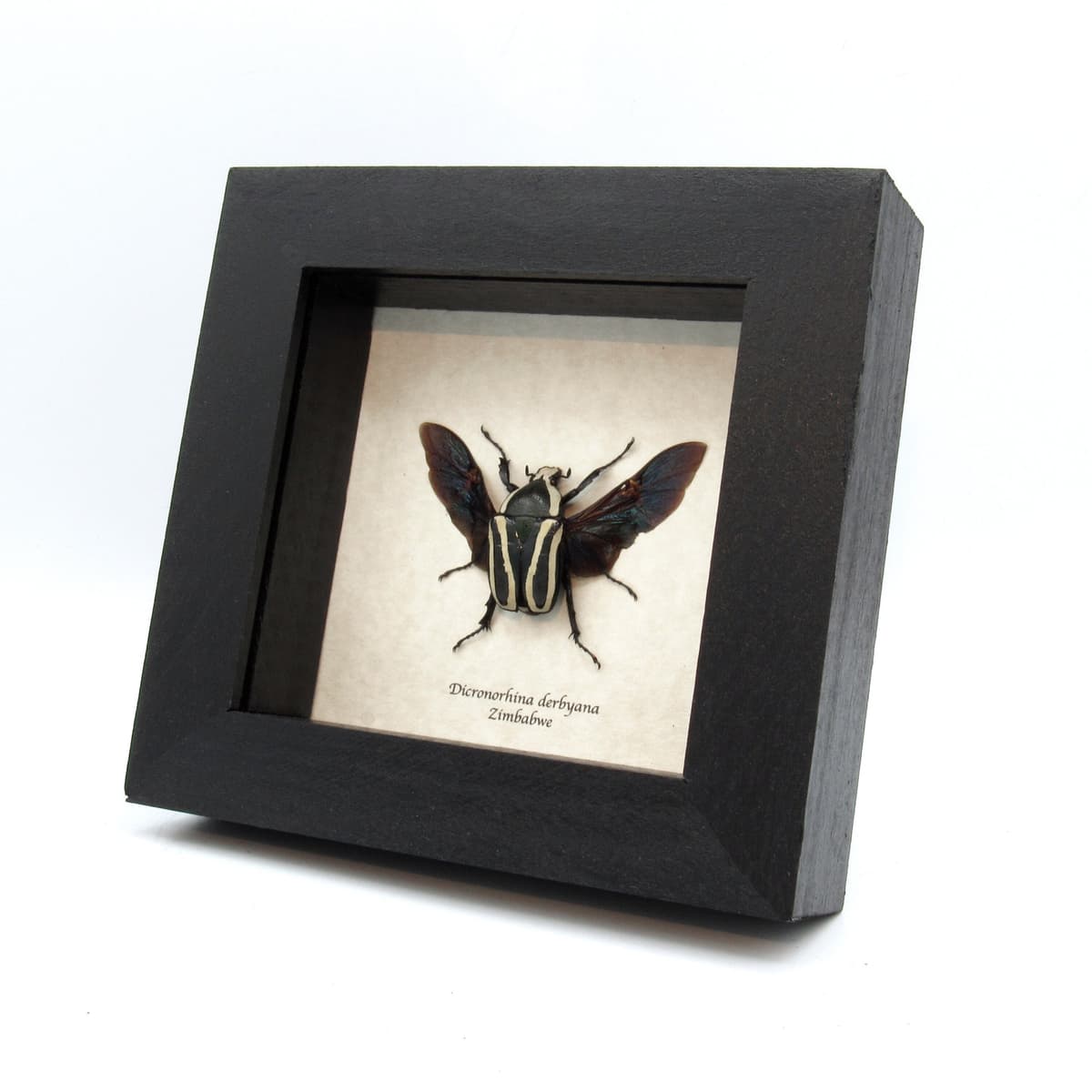Real dark green Scarab beetle framed - Dicronorhina derbyana - female