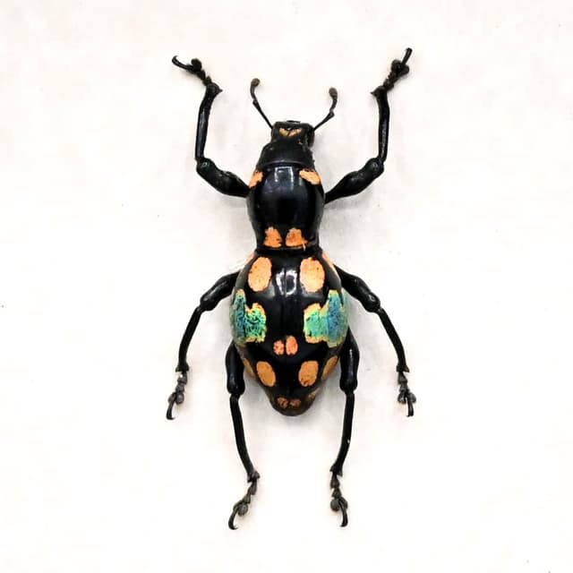WEEVIL MANIA - Real blue beetle framed - Pachyrhynchus ocellatus - rare color form
