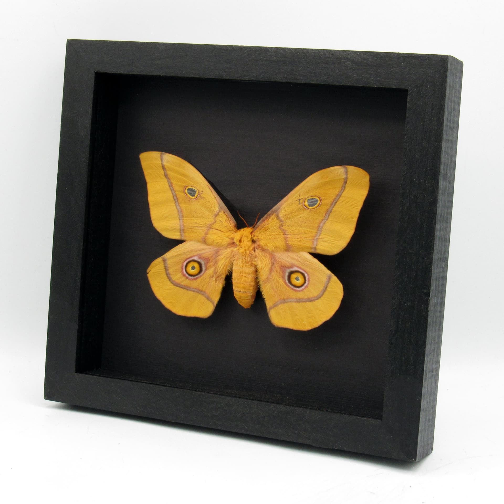 Real Giant Emperor moth framed taxidermy - Nudaurelia krucki - XXL size female