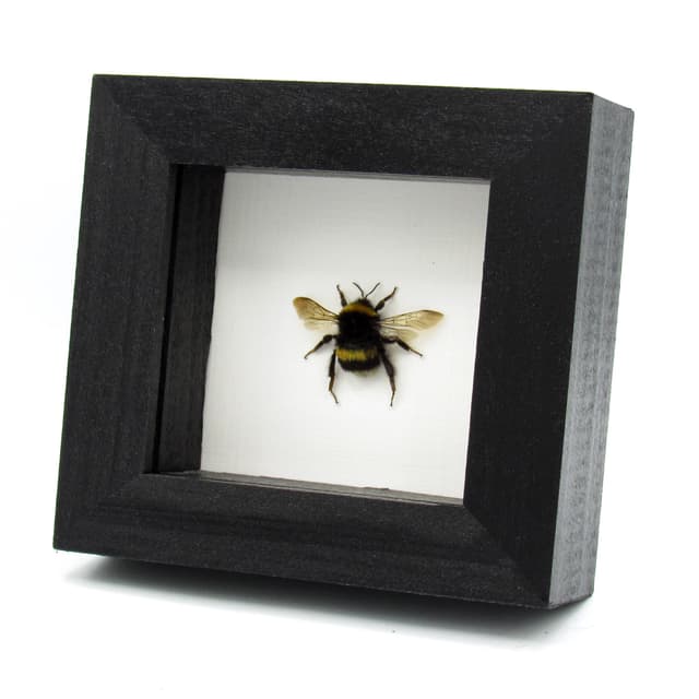 Real White Tailed Bumblebee framed taxidermy - Bombus lucorum
