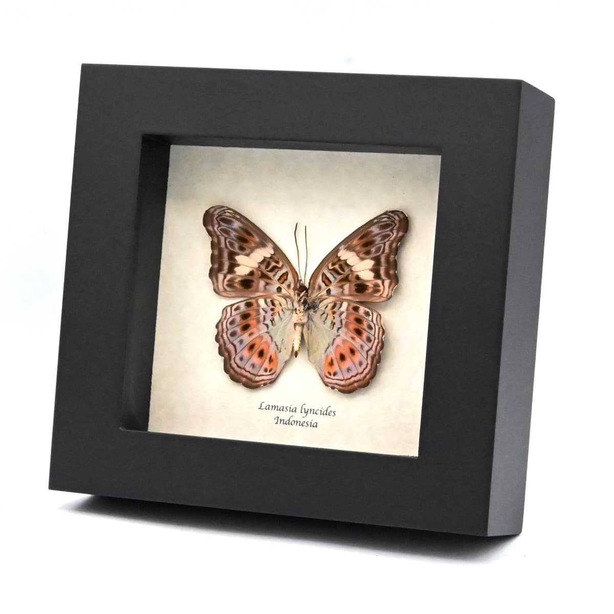 Real lavender butterfly framed taxidermy - Lamasia lyncides