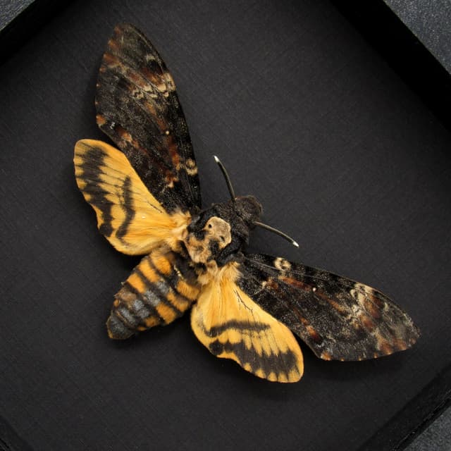 Real Large Death's-head Hawkmoth framed taxidermy moth - Acherontia atropos