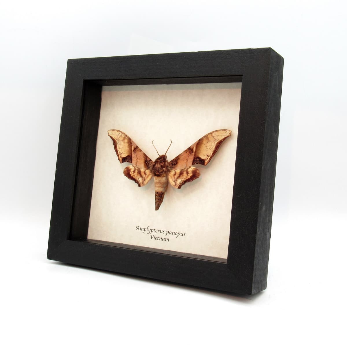 Large real Mango Hawkmoth framed taxidermy - Amplypterus panopus