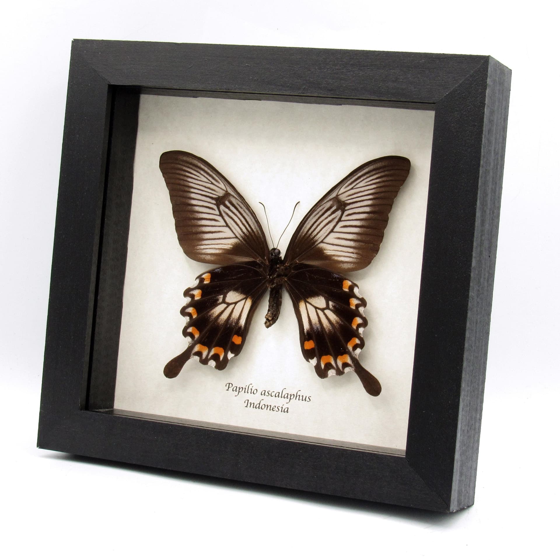 Real giant swallowtail butterfly framed taxidermy - Papilio ascalaphus - large female