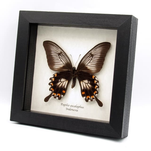 Real giant swallowtail butterfly framed taxidermy - Papilio ascalaphus - large female