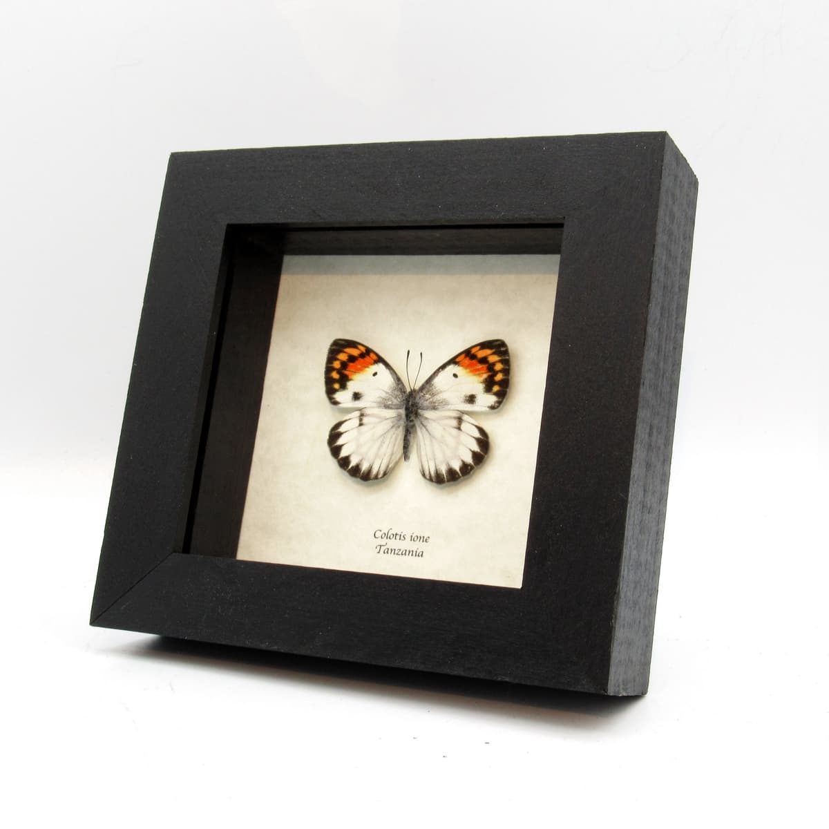 Real Orange Tip butterfly framed taxidermy - Colotis ione - rare female