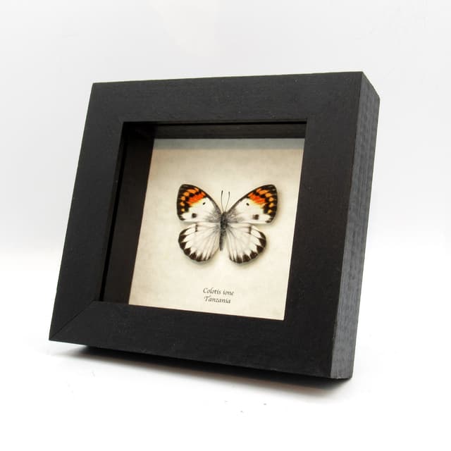 Real Orange Tip butterfly framed taxidermy - Colotis ione - rare female