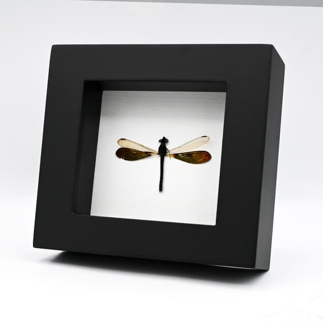 Real metallic green Dragonfly framed taxidermy - Rhinocypha anisoptera