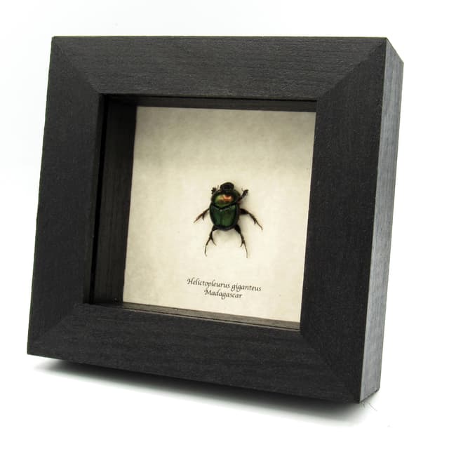 Real green dung beetle framed taxidermy - Helictopleurus giganteus - female