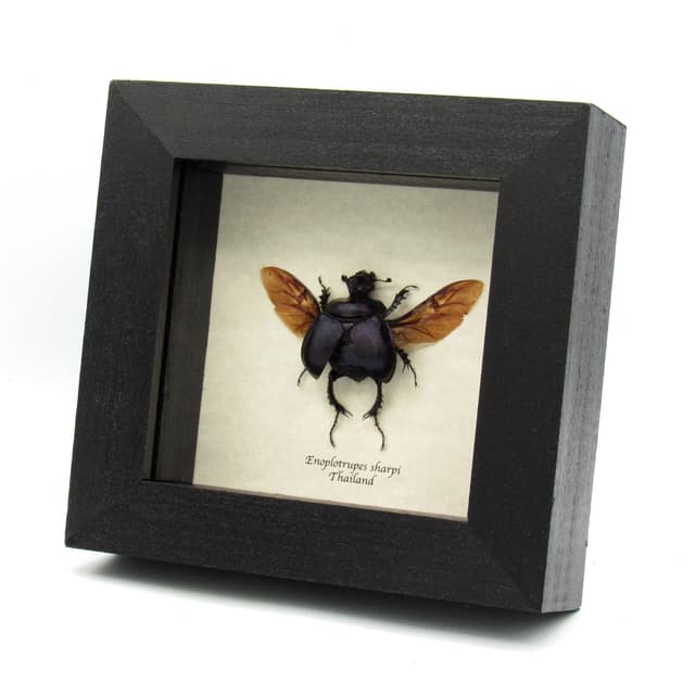 Real purple dung beetle framed taxidermy - Enoplotrupes sharpi