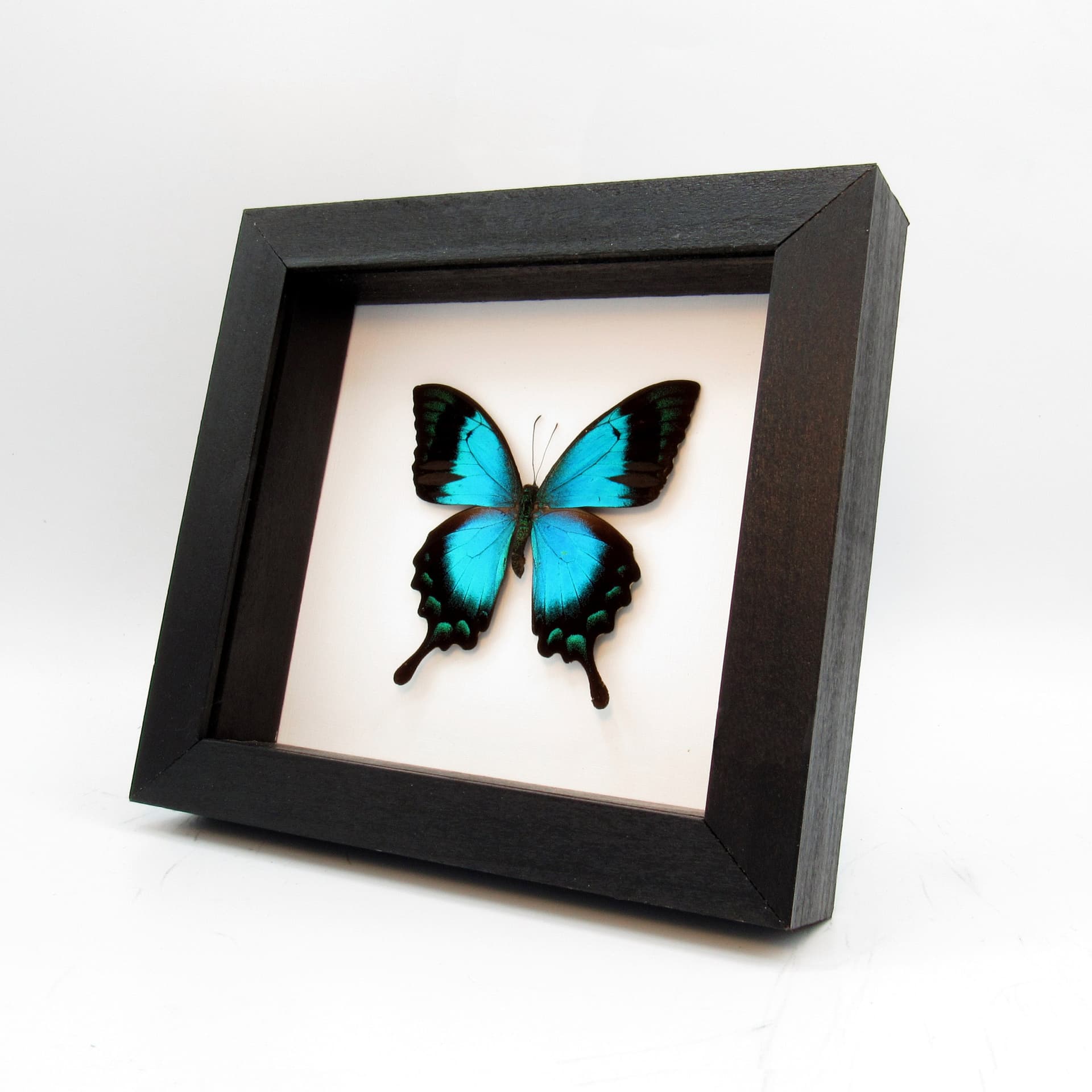Real framed taxidermy Swallowtail butterfly - Papilio lorquinianus