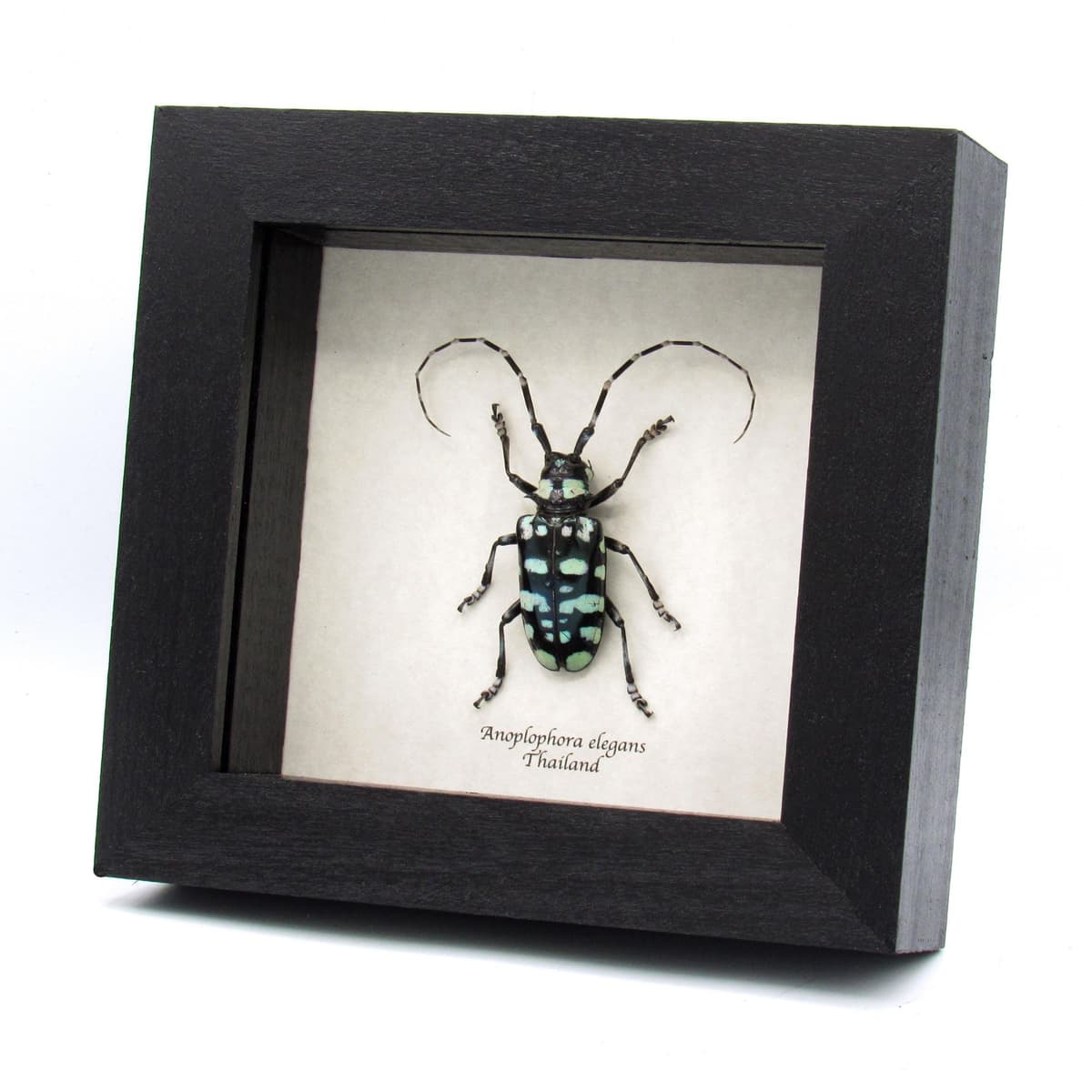 Real turquoise beetle framed taxidermy - Anoplophora elegans - large female