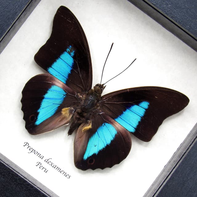 Real framed taxidermy iridescent butterfly - Prepona dexamenes