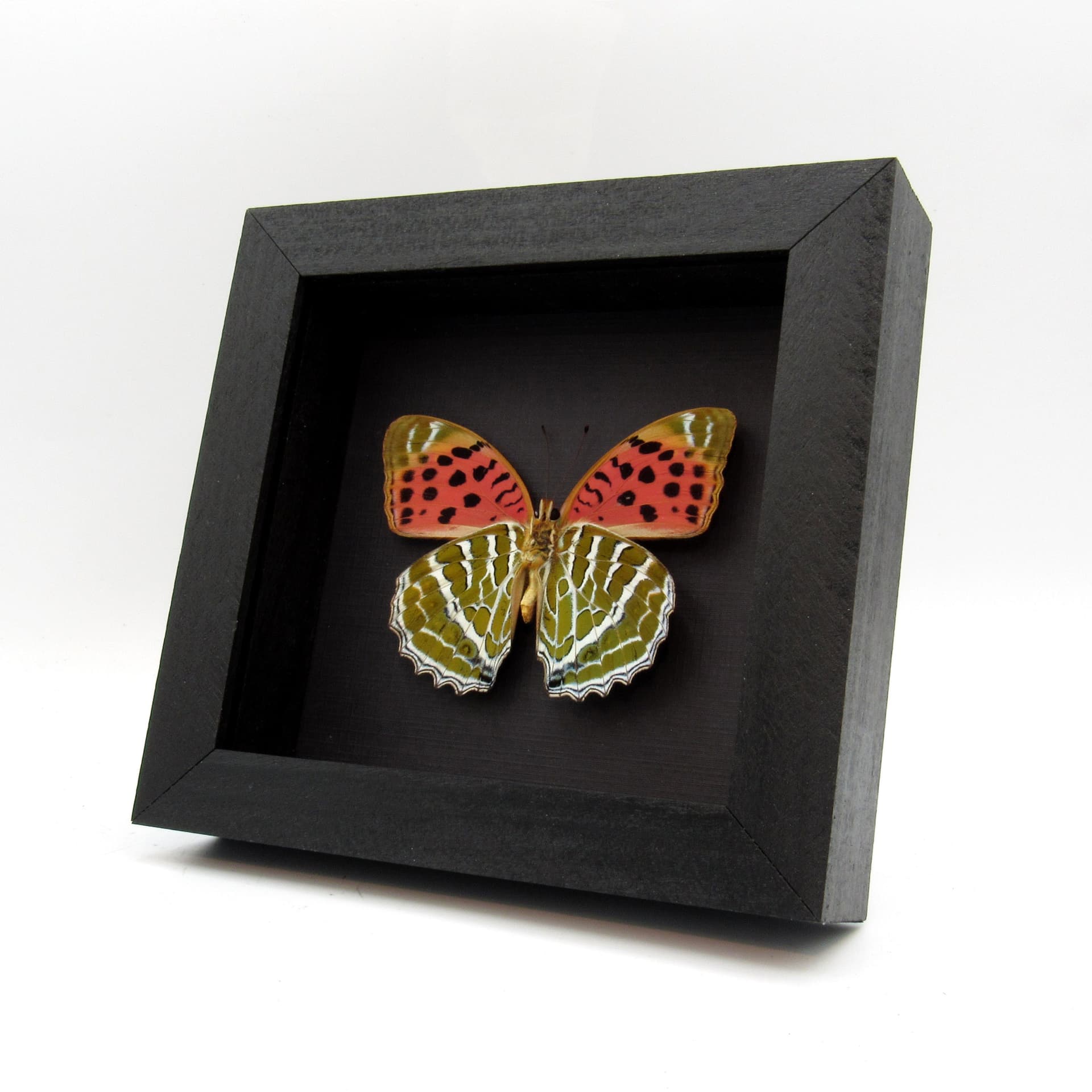 Real Large Silverstripe butterfly framed taxidermy - Argynnis childreni