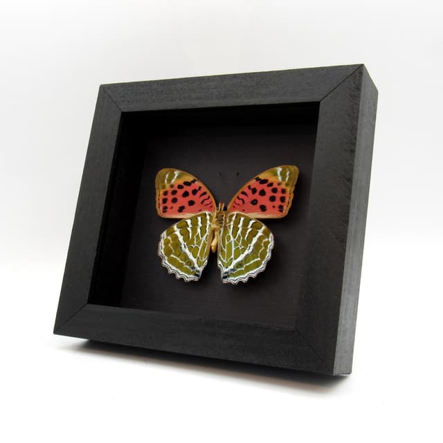 Real Large Silverstripe butterfly framed taxidermy - Argynnis childreni
