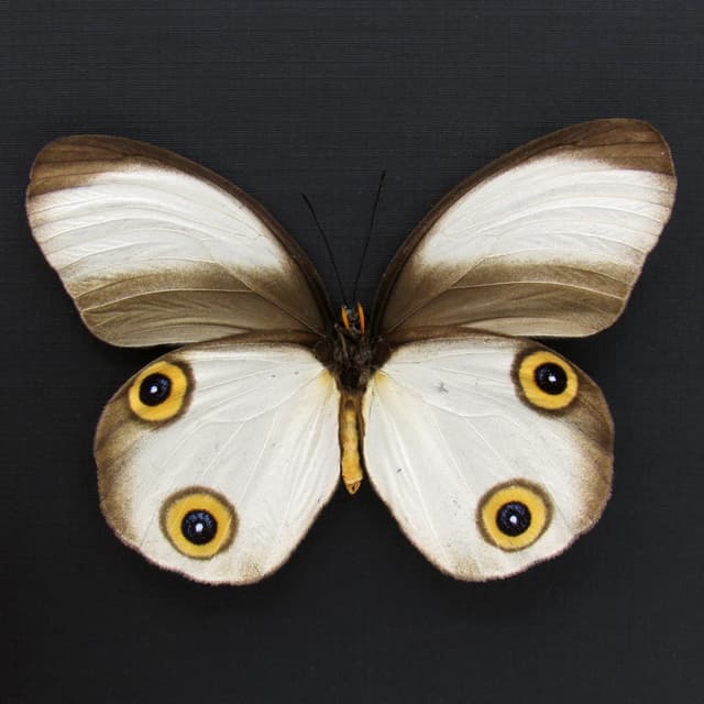 Real Owl butterfly framed taxidermy - Taenaris artemis zenada- large female