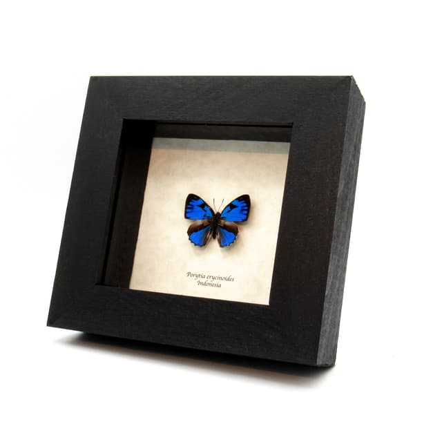 Tiny blue metallic butterfly framed taxidermy - Porytia erycinoides