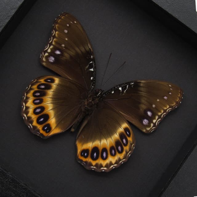 Real purple butterfly framed taxidermy - Hypolimnas pandarus