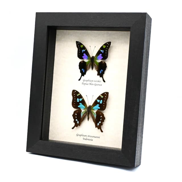 Real purple and blue swallowtails framed taxidermy - Graphium weiskei and Graphium stresemanni