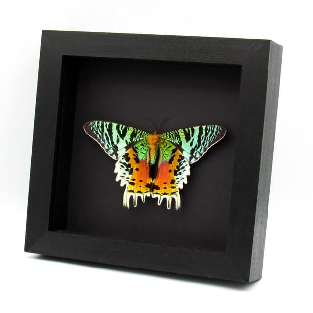 Real large female Rainbow Sunset moth framed taxidermy - Urania ripheus - Victorian mount