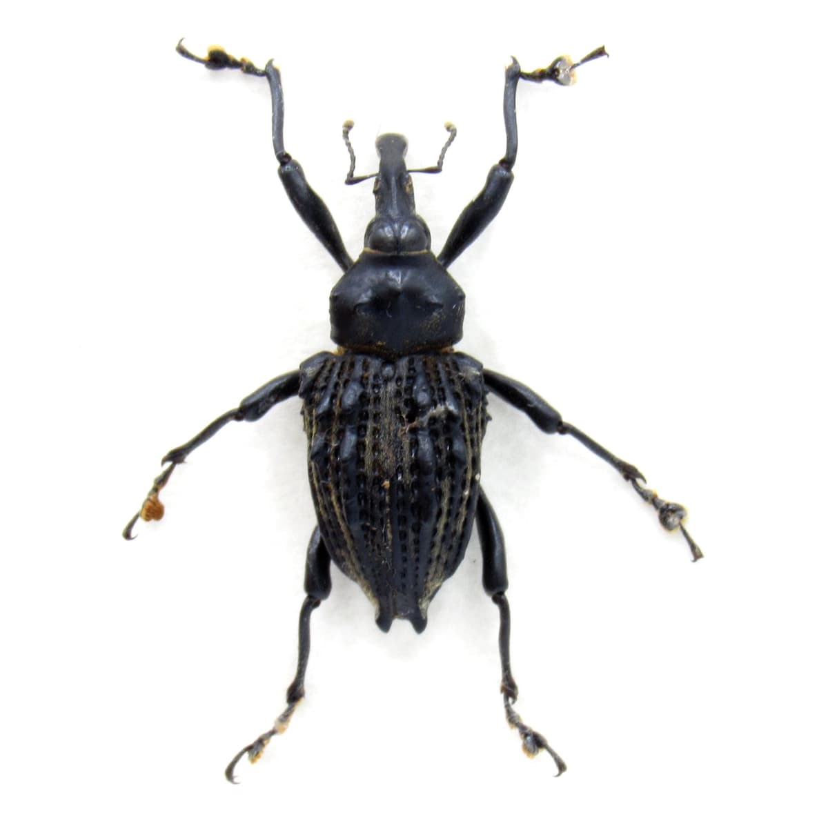 Rare large armored weevil beetle framed specimen - Curculionidae species