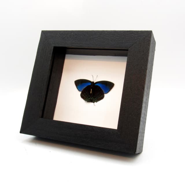 Real blue Hairstreak butterfly framed taxidermy - Theritas hemon - Victorian mount