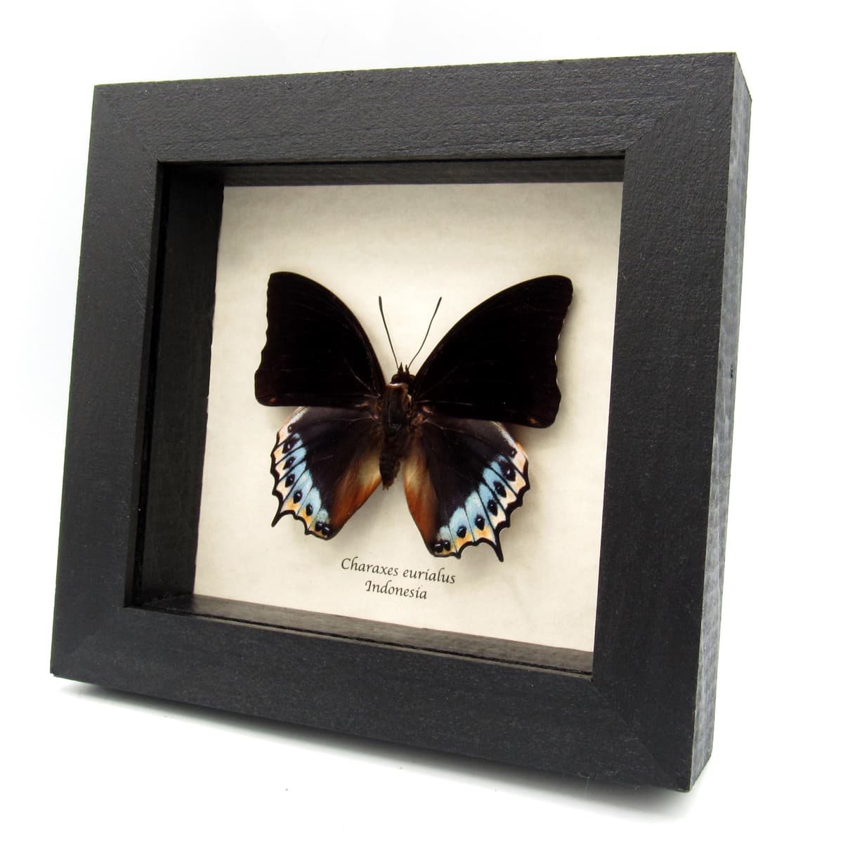 Real framed taxidermy butterfly - Charaxes eurialus