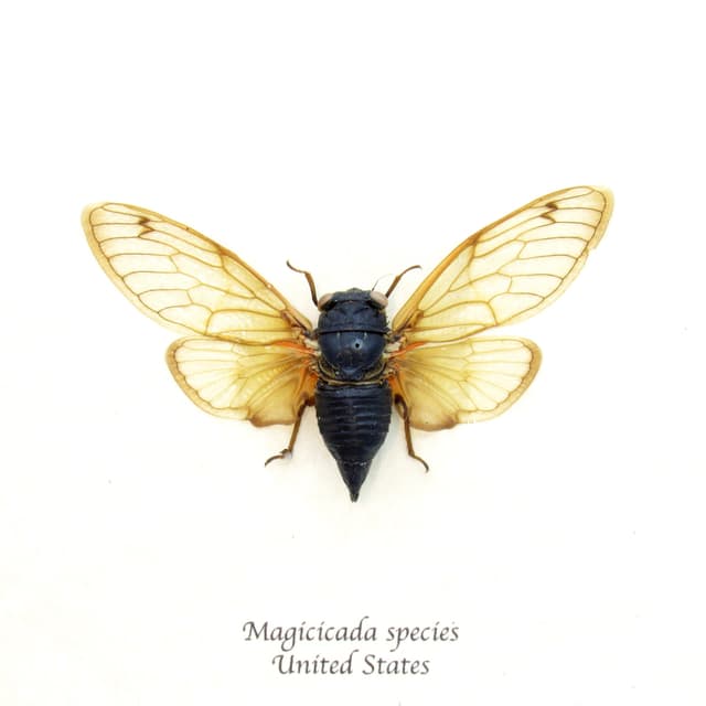 Real Brood X 2021 Periodical Cicada framed taxidermy - Magicicada species
