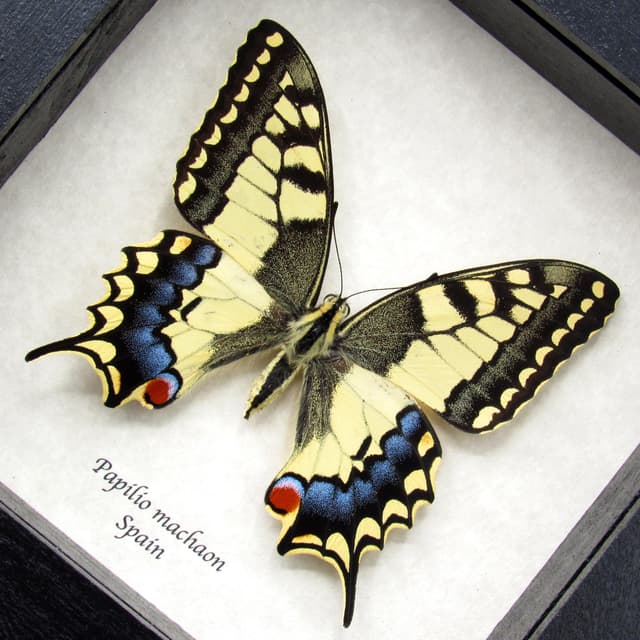 Real yellow Old World Swallowtail butterfly framed taxidermy - Papilio machaon - female