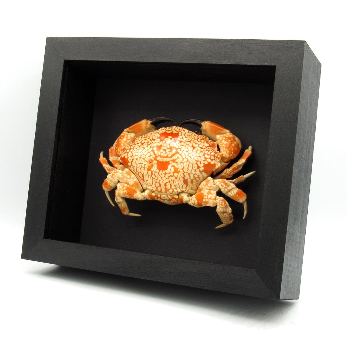 Real Mosaic Reef Crab framed taxidermy - Lophozozymus pictor