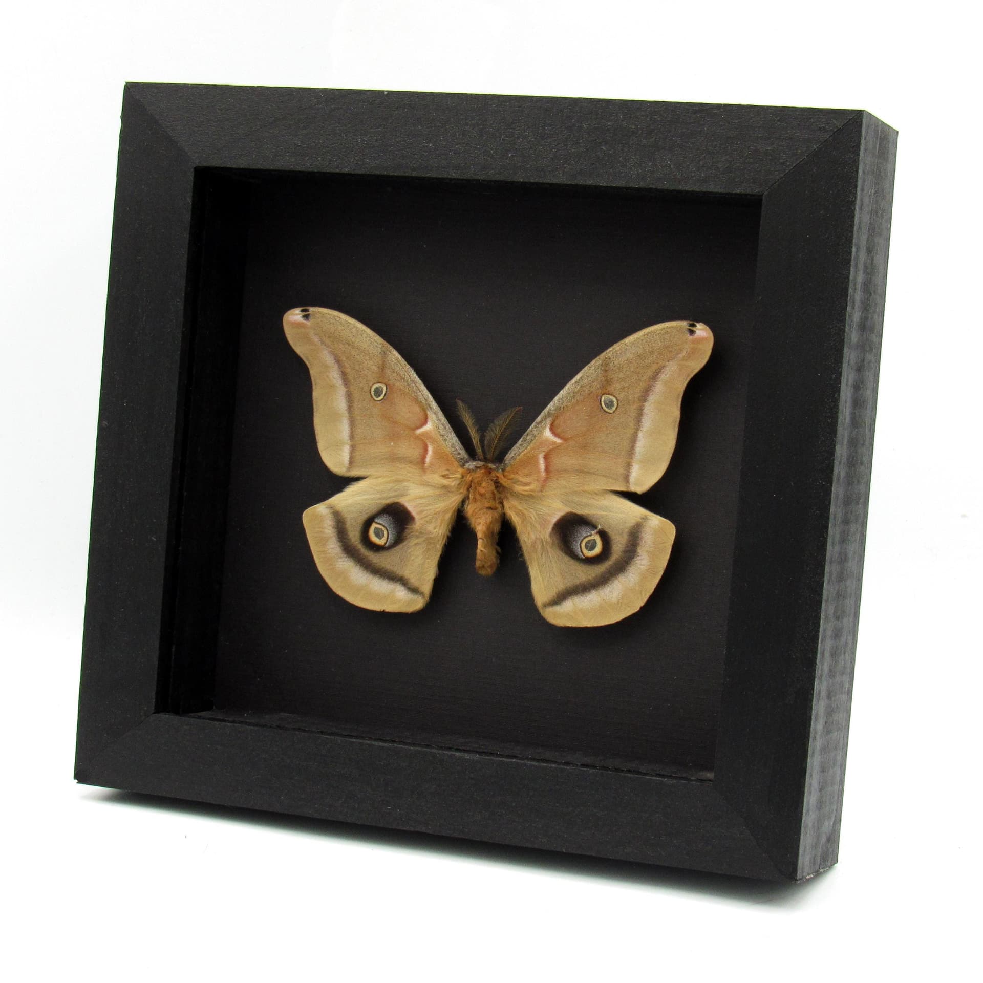 Real Polyphemus moth framed taxidermy - Antheraea polyphemus