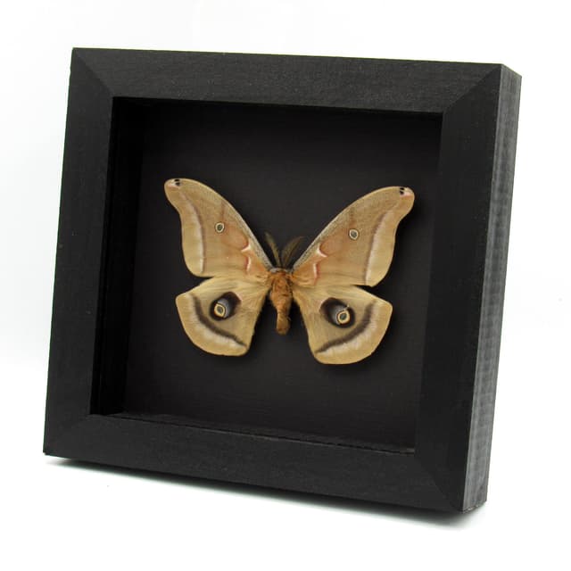 Real Polyphemus moth framed taxidermy - Antheraea polyphemus