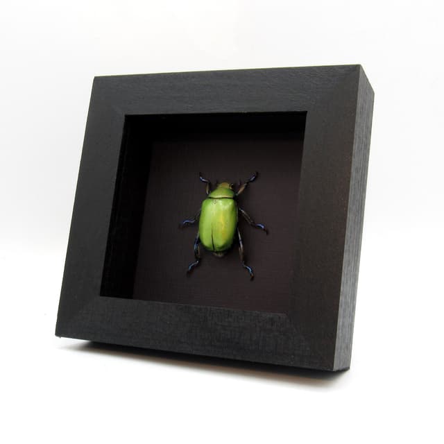 Real green Scarab beetle framed taxidermy - Chrysina erubescens - large female