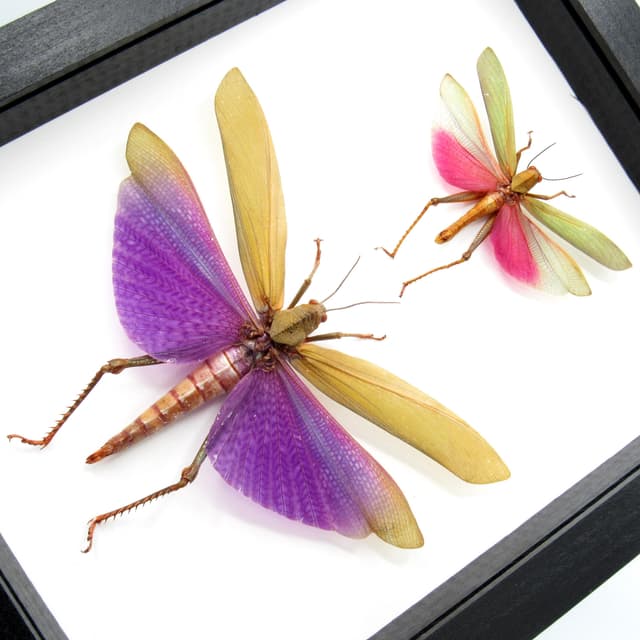 Real Giant grasshoppers framed taxidermy - Titanacris albipes  and Lophacris cristata