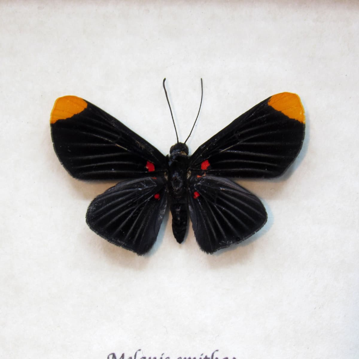 Rare black Metalmark butterfly framed taxidermy - Melanis smithae