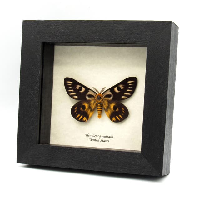 Real rare Sheep moth framed taxidermy - Hemileuca nuttalli - extra dark color form
