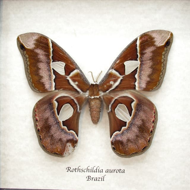 Rare XL Rothschildia Saturn moth framed taxidermy - Rothschildia aurota - female - minor damage