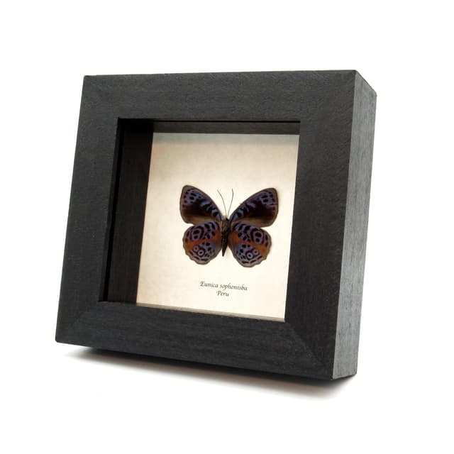 Real Glorious Purplewing butterfly framed - Eunica sophonisba