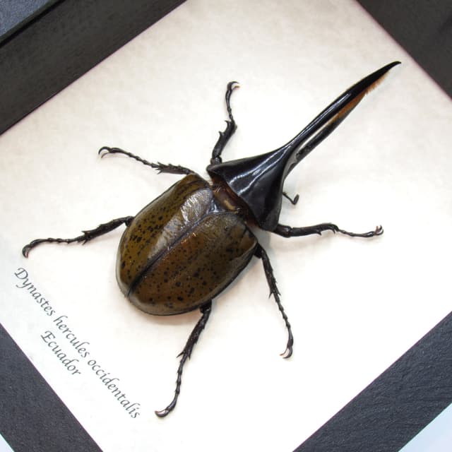 Real XL Hercules Rhinoceros beetle framed taxidermy - Dynastes hercules occidentalis