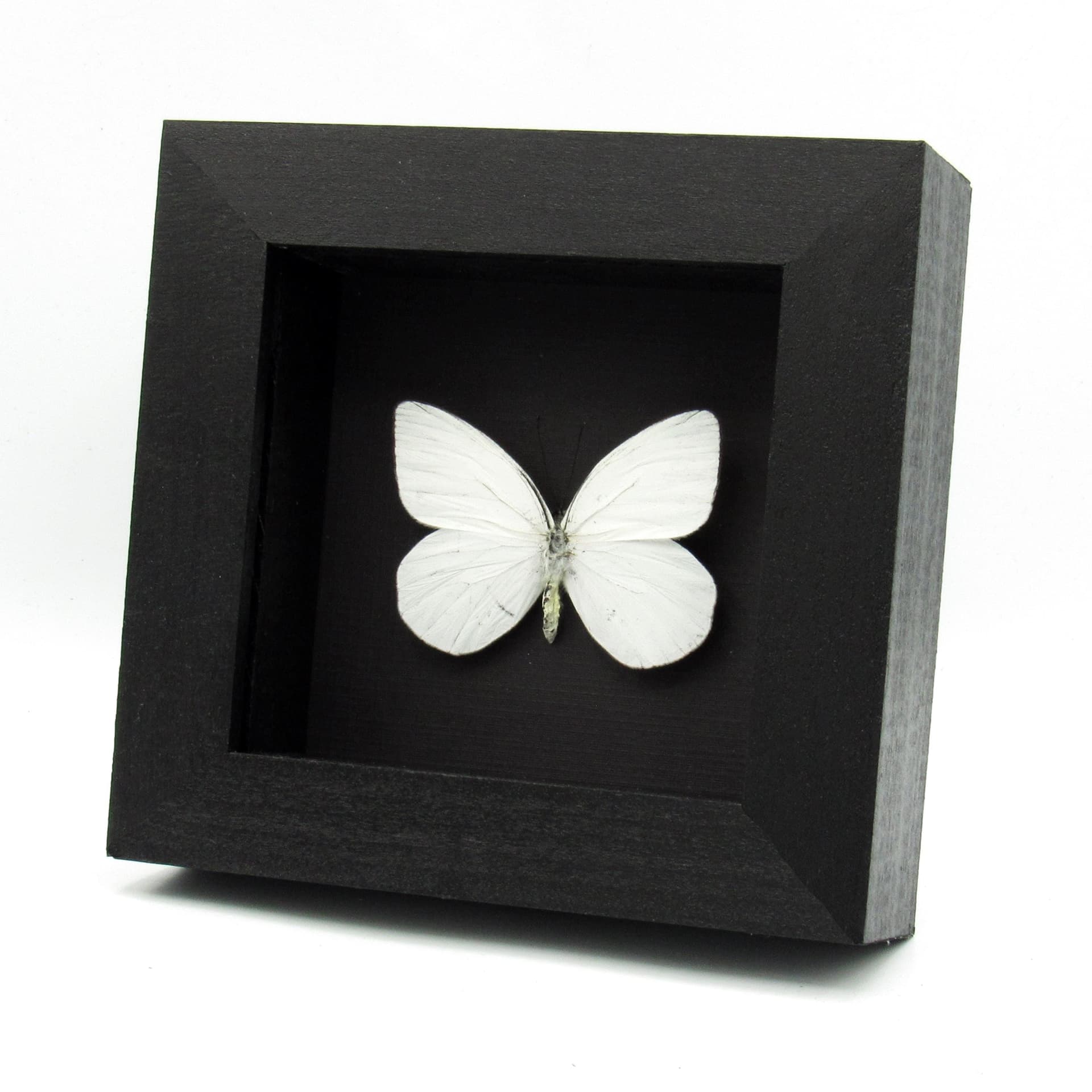 Real White Delias butterfly framed taxidermy - Delias dohertyi knowlei