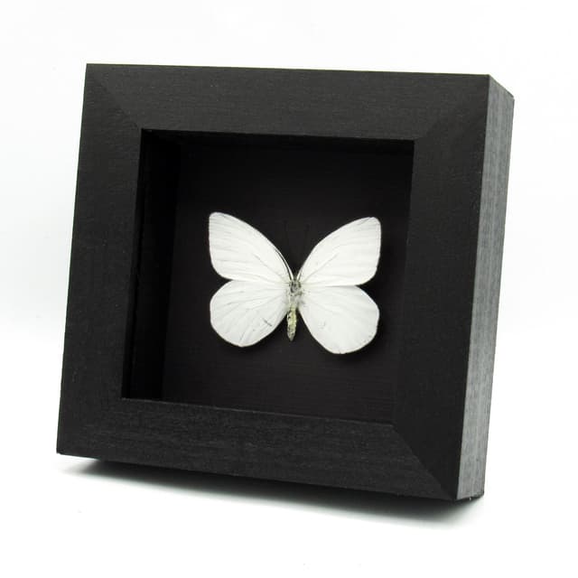 Real White Delias butterfly framed taxidermy - Delias dohertyi knowlei