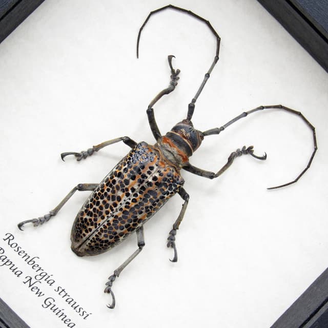 Rare Longhorn beetle framed taxidermy - Rosenbergia straussi - XL male