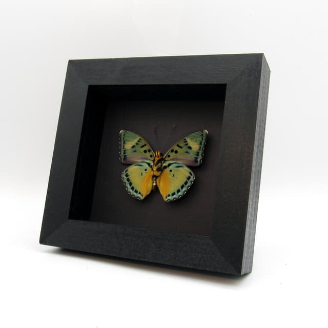 Real Ravola Ceres Forester butterfly framed taxidermy - Euphaedra ravola