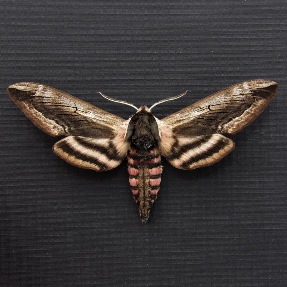 Real pink Privet Hawk Moth framed taxidermy - Sphinx ligustri