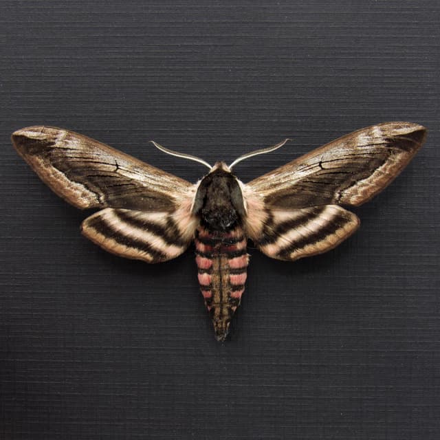 Real pink Privet Hawk Moth framed taxidermy - Sphinx ligustri