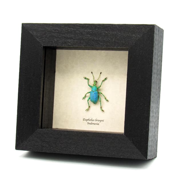 Rare weevil framed taxidermy - Eupholus bruyni - blue form - extra glittery